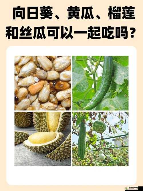 向日葵黄瓜榴莲丝瓜能否一起食用探讨